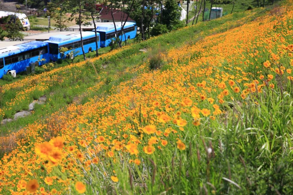 경도봄꽃대축제