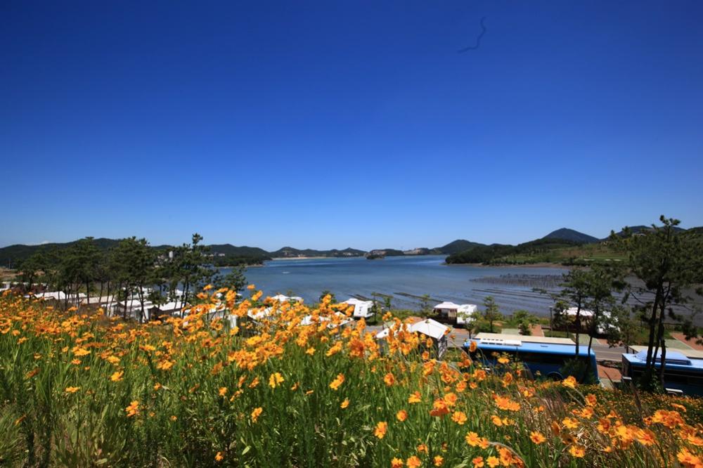 경도봄꽃대축제