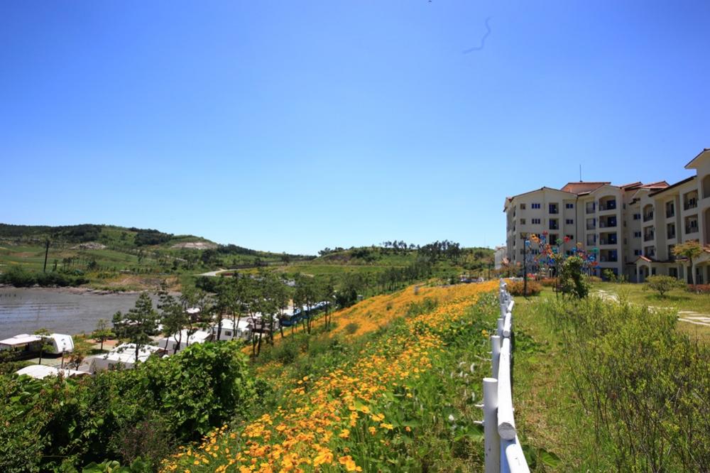 경도봄꽃대축제