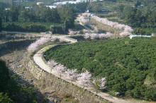 산책로