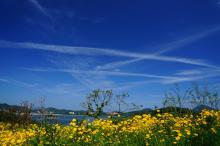 경도봄꽃대축제