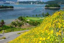 경도봄꽃대축제