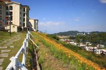 경도봄꽃대축제